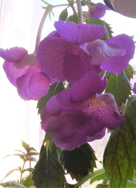  - Frumosi mei achi astazi