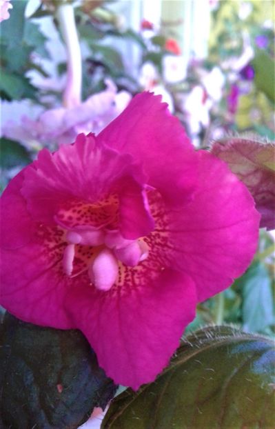  - Frumosi mei achi astazi