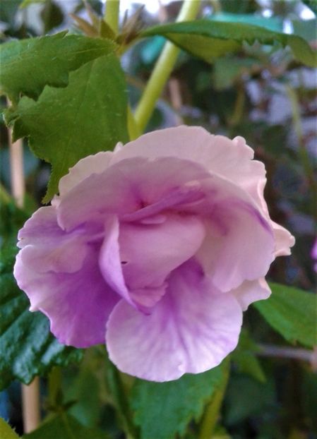  - Frumosi mei achi astazi