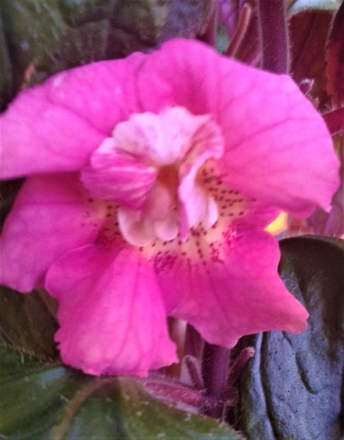  - Frumosi mei achi astazi