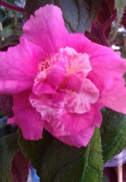  - Frumosi mei achi astazi