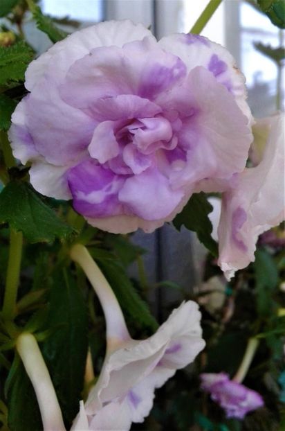  - Frumosi mei achi astazi