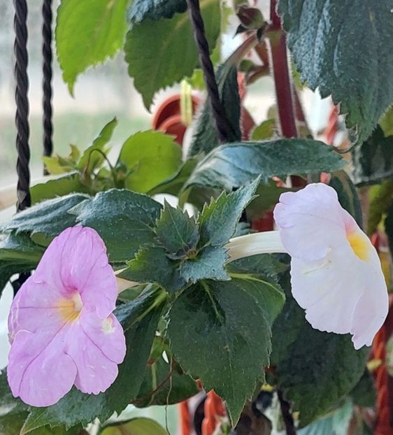  - BRID-S MORGENSONNE