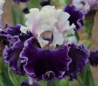 Big Flirt-91 cm-36$ - ACHIZITII IRISI-2022