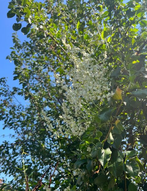 322EE461-7AB9-4FF8-A603-B53739DB7A49 - Arbuști 2021-2023