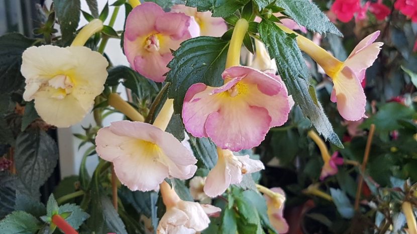  - Yellow English Rose p