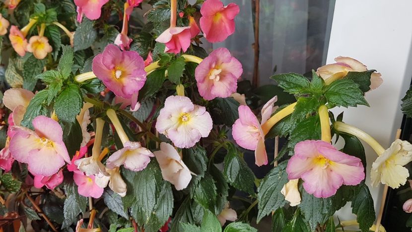 - Yellow English Rose p