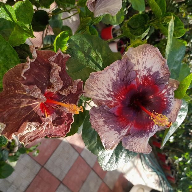 06.09.2022 - HIBISCUSI 2022-4