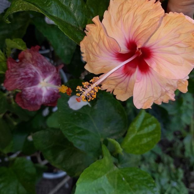 07.09.2022 - HIBISCUSI 2022-4