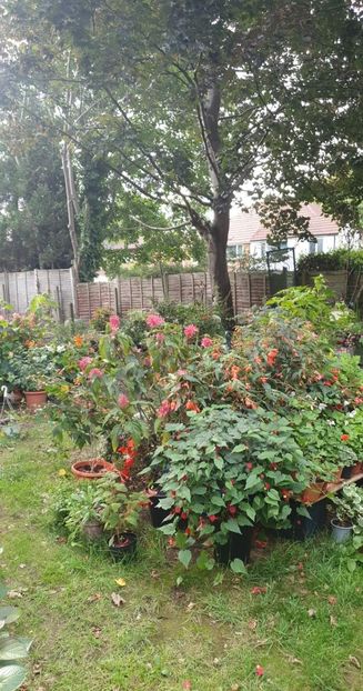 received_2327397994079183 - 0 Gradina 2022