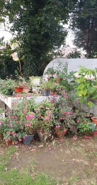 received_652076679827117 - 0 Gradina 2022