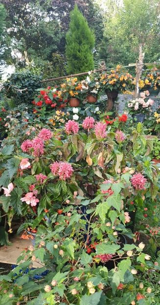 received_609161297475562 - - Gradina 2022