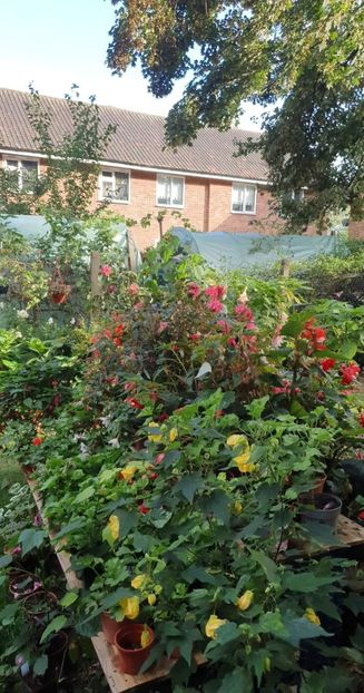 received_484458883203309 - - Gradina 2022