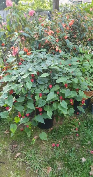 received_757743091955794 - 0 Gradina 2022
