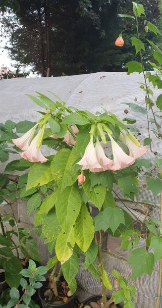 received_618047749919708 - - Gradina 2022