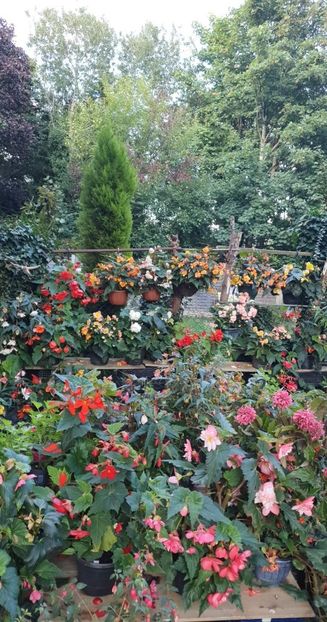 received_357255269836748 - 0 Gradina 2022