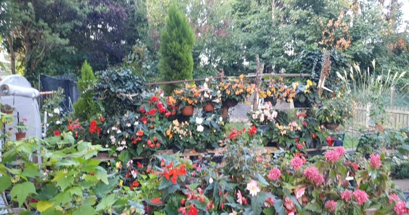 received_473075674685307 - 0 Gradina 2022