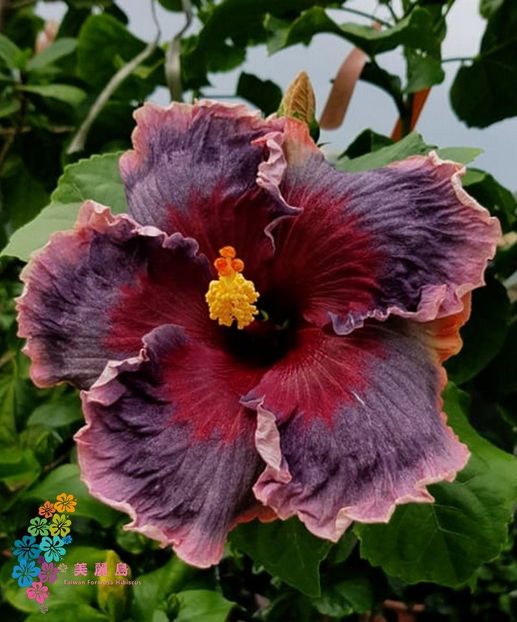 Rezervat Taiwan Formosa Blue Lotus - 40 lei - Disponibil lastari neinradacinati de hibiscus II
