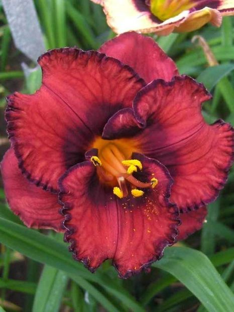 crin-de-vara-hemerocallis-berrylicious_ - 0 Hemerocalis