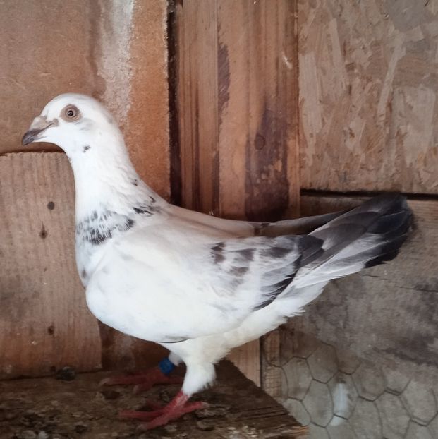 Femela 21-178....-Glodeni - Porumbei vanduti