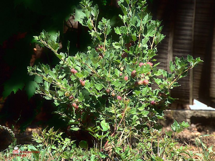 w-Arbust de agris-Gooseberry tree - FRUCTE-FRUITS