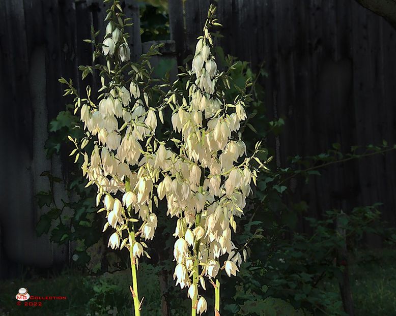 w-Clopotei albi-White bells flower - FLORI - FLOWERS