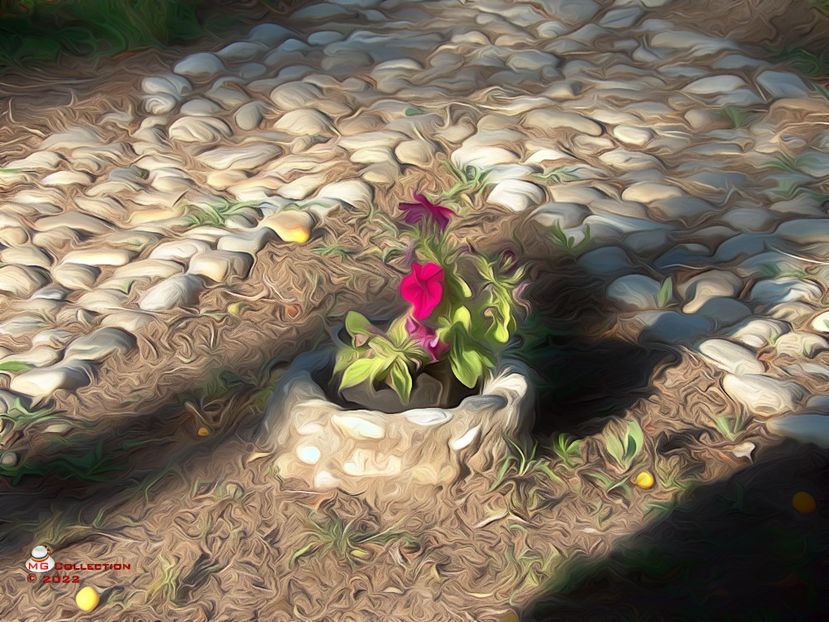 w-Floare de la rascruce-Crossroads flower 1 - FLORI - FLOWERS