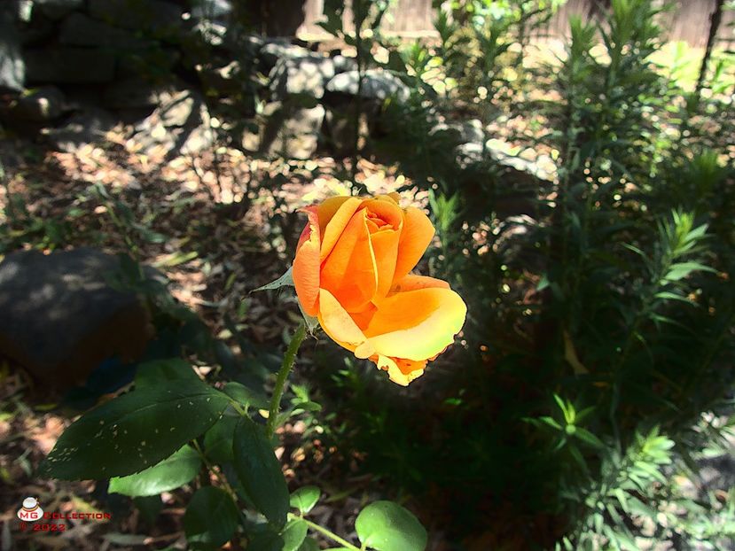 w-Frandafir galben-Yellow Rose of Texas - FLORI - FLOWERS