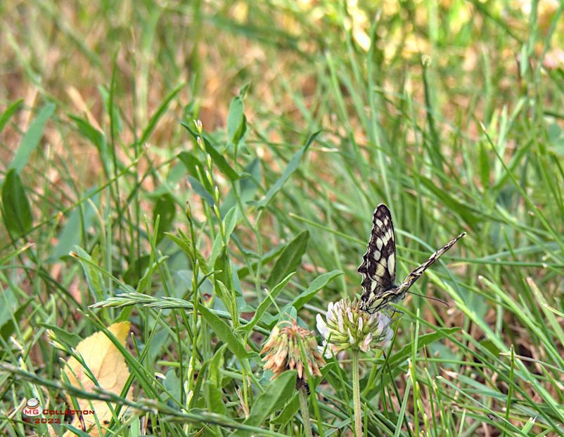 w-Butterfly 02 - FLUTURI - BUTTERFLYS
