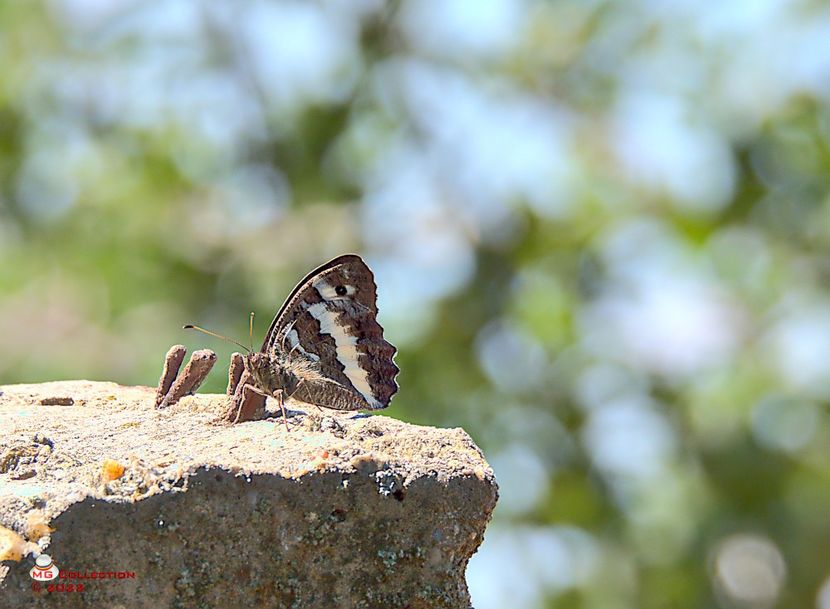 w-Butterfly 04 - FLUTURI - BUTTERFLYS
