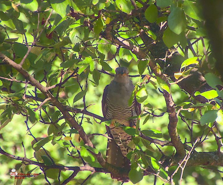 w-Cucu Brird - PASARI - BIRDS