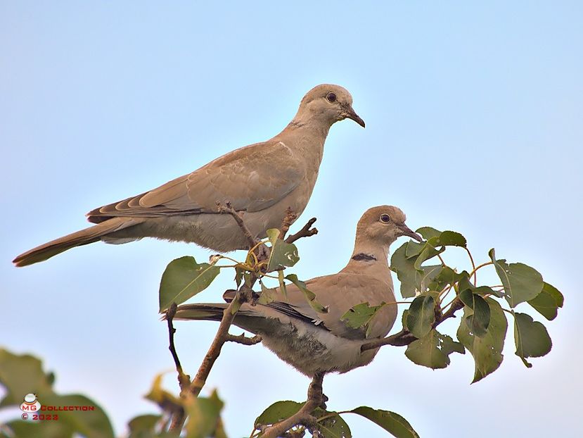 w-Gugu Family - PASARI - BIRDS