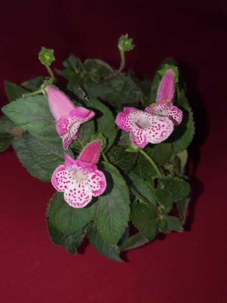 received_616242460164052 - Zz-Kohleria N is Marta 2