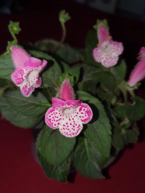 received_806285800695610 - Zz-Kohleria N is Marta 2