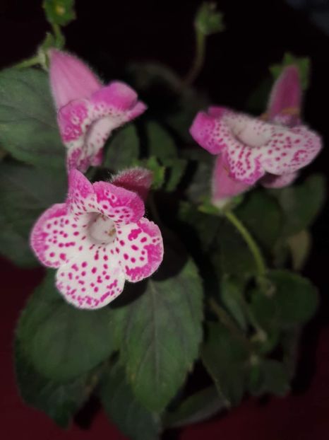 received_429165752404515 - Zz-Kohleria N is Marta 2
