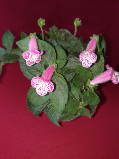 received_605739744549323 - Zz-Kohleria N is Marta 2