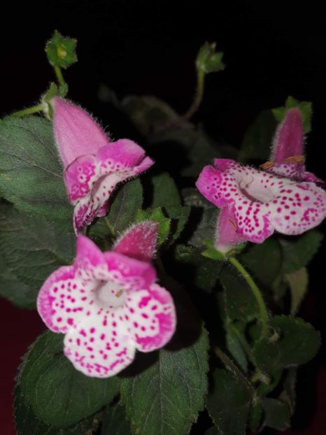 received_617026013130702 - Zz-Kohleria N is Marta 2