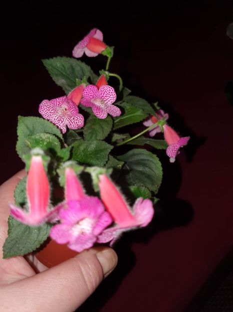 received_2337664013075926 - Zz-Kohleria Sunshine