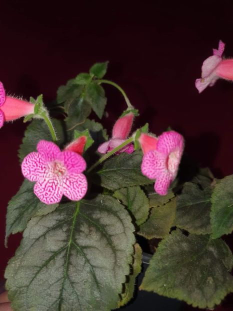 received_774186757026748 - Zz-Kohleria Sunshine