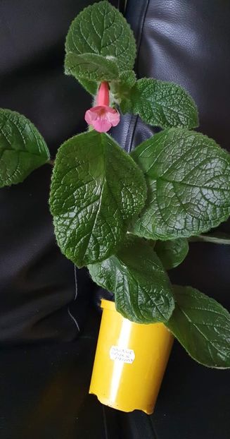 received_1681490612229831 - Sinningia Spring Melody