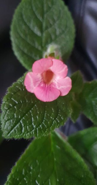received_1195117334368253 - Sinningia Spring Melody