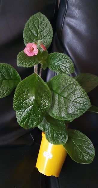 received_5337369966318836 - Sinningia Spring Melody
