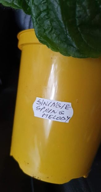 received_759779545256154 - Sinningia Spring Melody