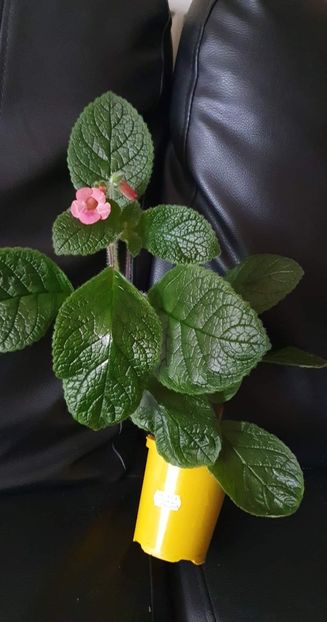 received_2303890943116783 - Sinningia Spring Melody