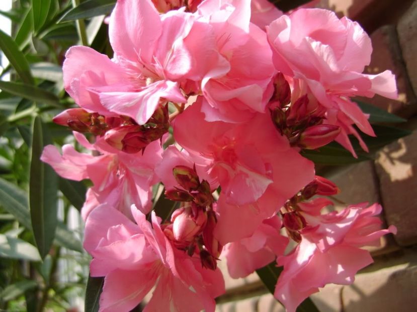 leandru Mrs Allen roz inchis - aaPlante ornamentale disponibile