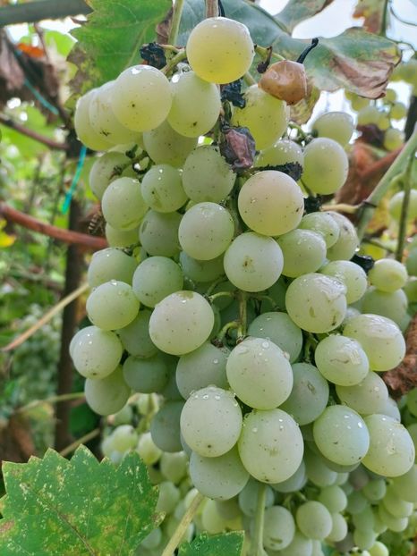 IMG20220906100316 - Septembrie 2022