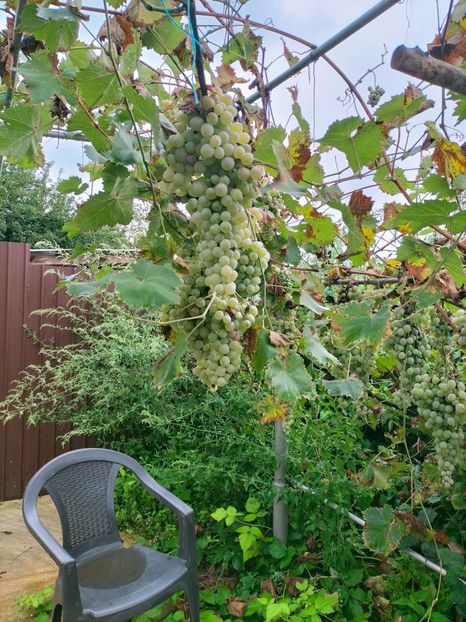 IMG20220906100308 - Septembrie 2022