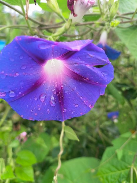 IMG20220906100233 - Septembrie 2022