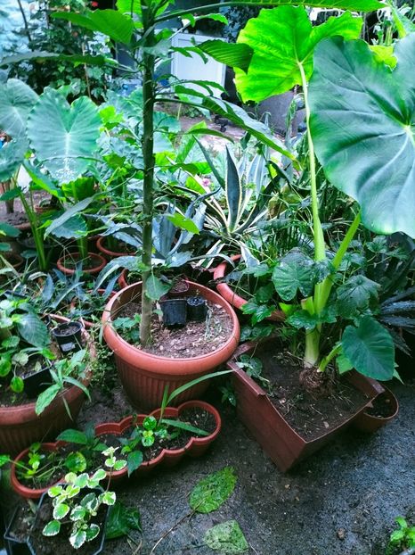 IMG20220906071439 - Septembrie 2022