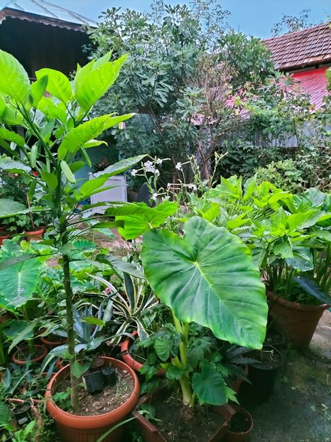 IMG20220906071324 - Septembrie 2022